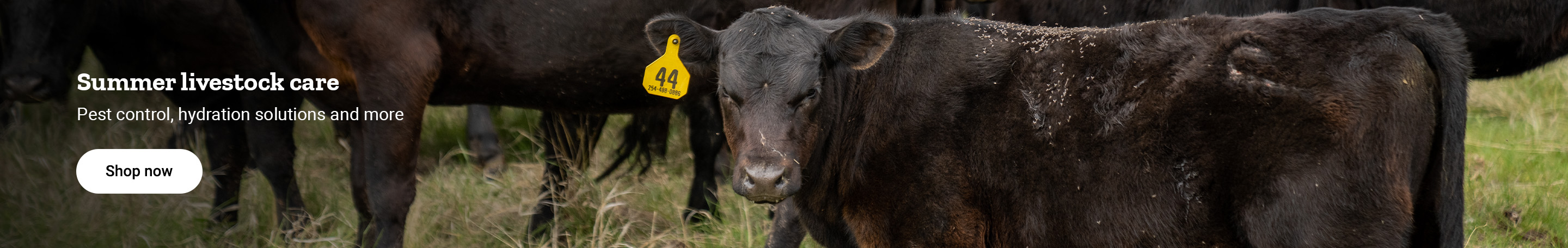 Banner with text, Summer livestock care. Pest control, hydration solutions and more, featuring cattle in a pasture and a shop now button.