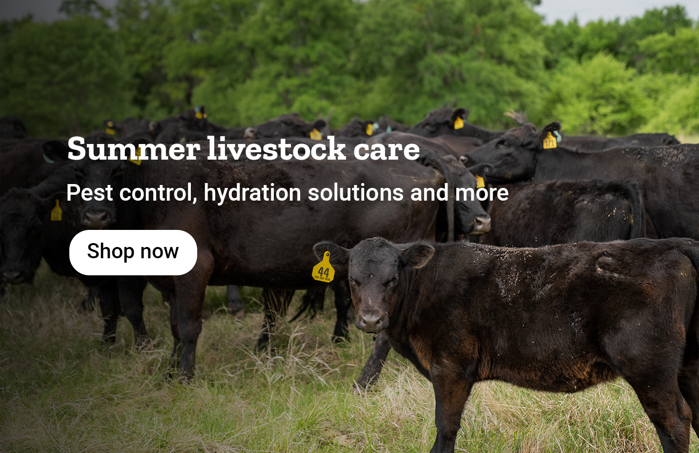 Banner with text, Summer livestock care. Pest control, hydration solutions and more, featuring cattle in a pasture and a shop now button.