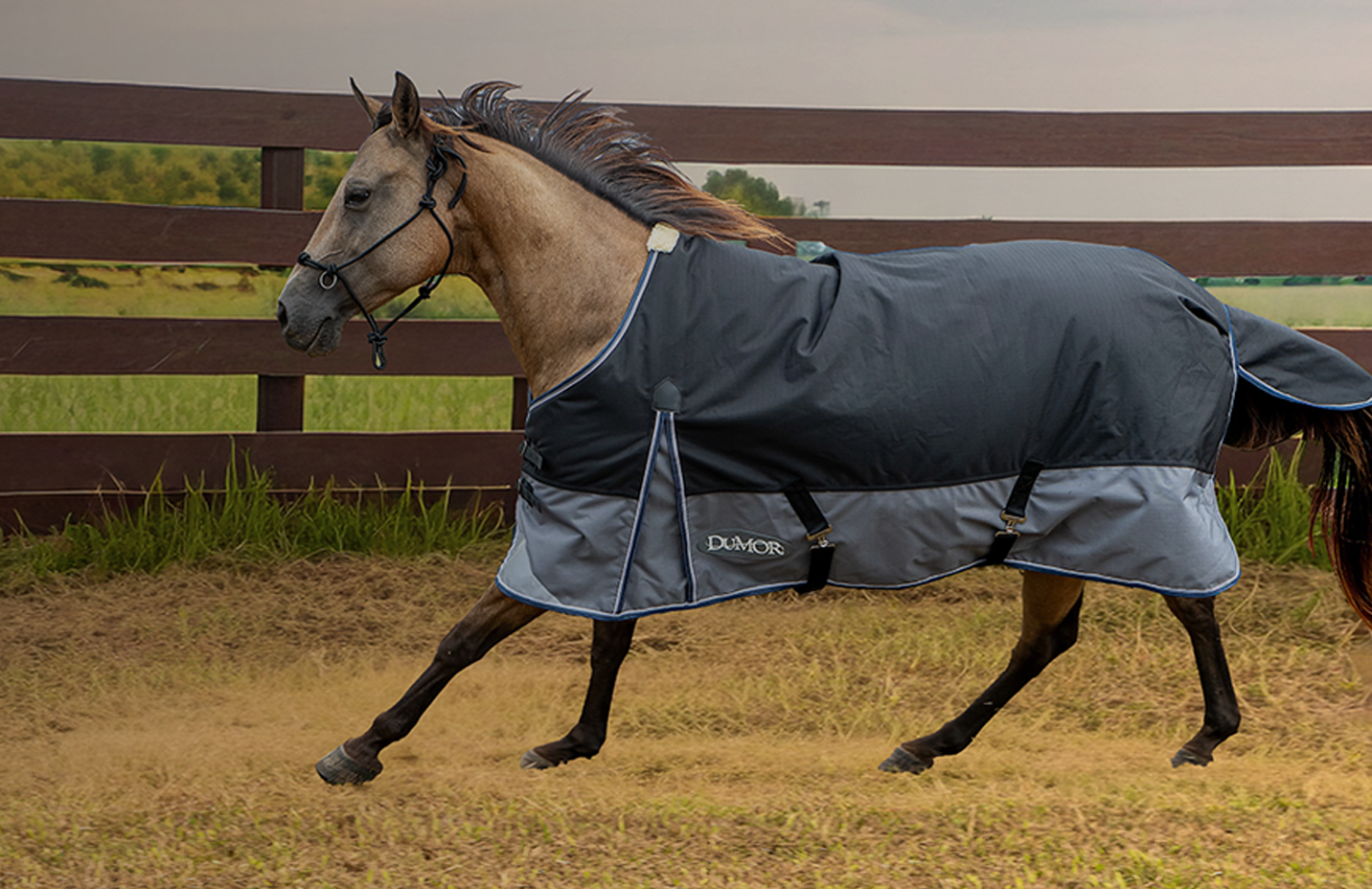 A horse wearing a blanket is shown. Banner reads, wrapped in warmth. Horse blankets, sheets and accessories. Shop now.