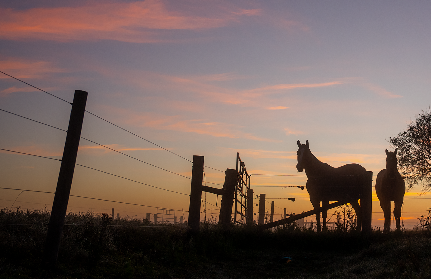 Horses are shown in a pasture at sunset. Banner reads, fall must-haves for your horse. Feed, care and stable supplies for the season. Shop now.