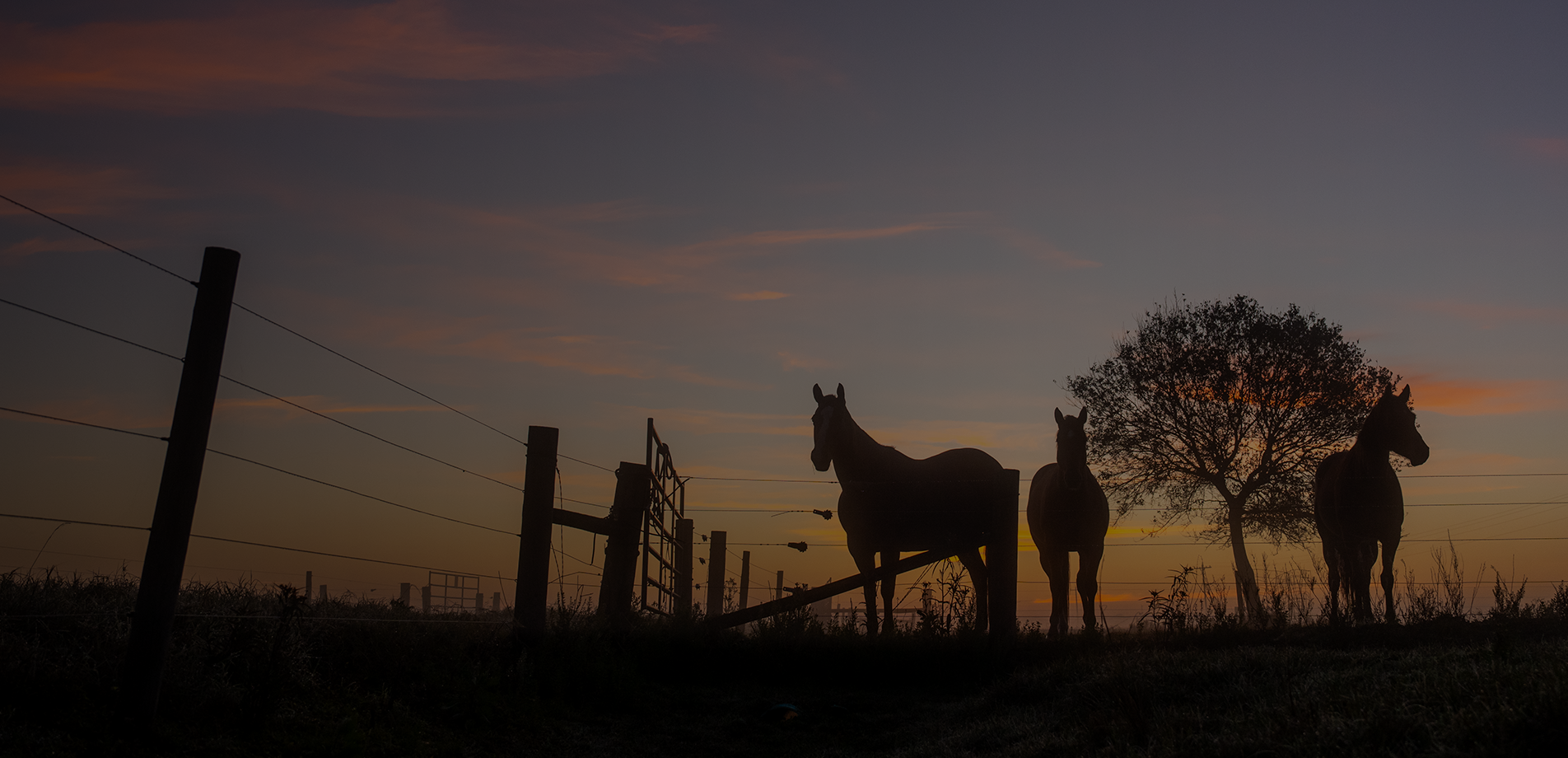 Horses are shown in a pasture at sunset. Banner reads, fall must-haves for your horse. Feed, care and stable supplies for the season. Shop now.