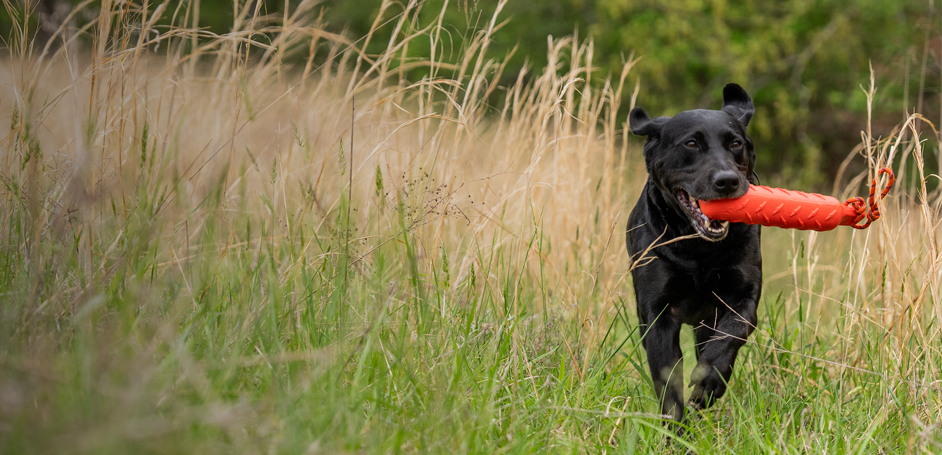 Dog running through tall grass with text, For pets Out Here. Toys, kennels and outdoor must-haves.