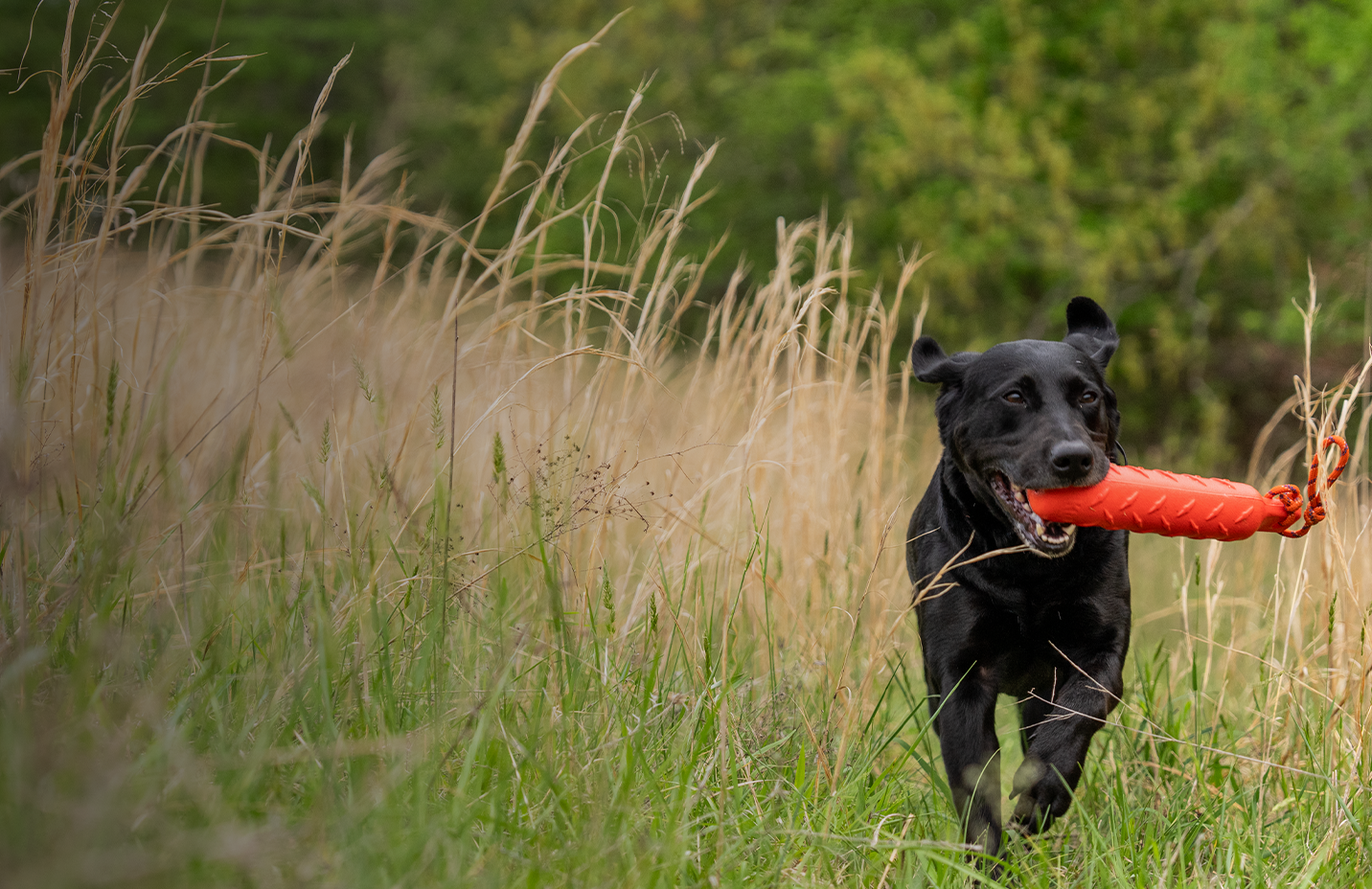 Dog running through tall grass with text, For pets Out Here. Toys, kennels and outdoor must-haves.
