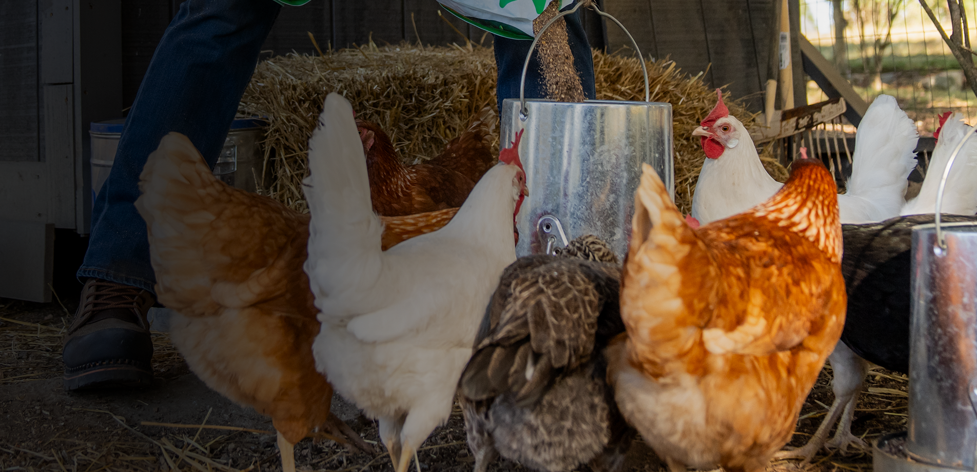 Poultry care banner with text, Keep your birds healthy and happy all summer, featuring chickens being fed.
