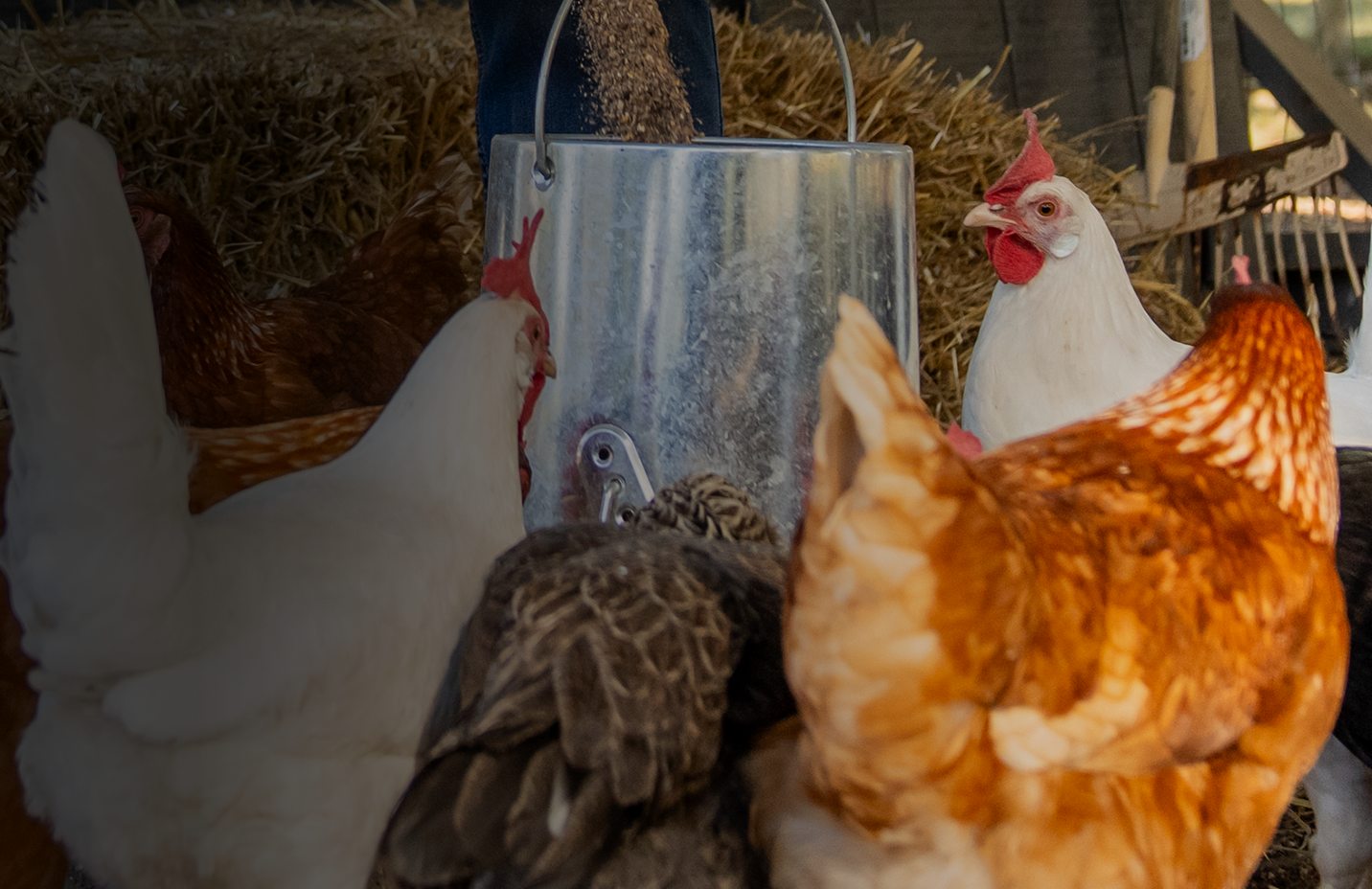 Poultry care banner with text, Keep your birds healthy and happy all summer, featuring chickens being fed.