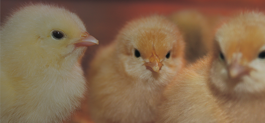 A banner showing baby chicks, reading Pickup at Post Office. Order a few or a flock with no delivery fees.