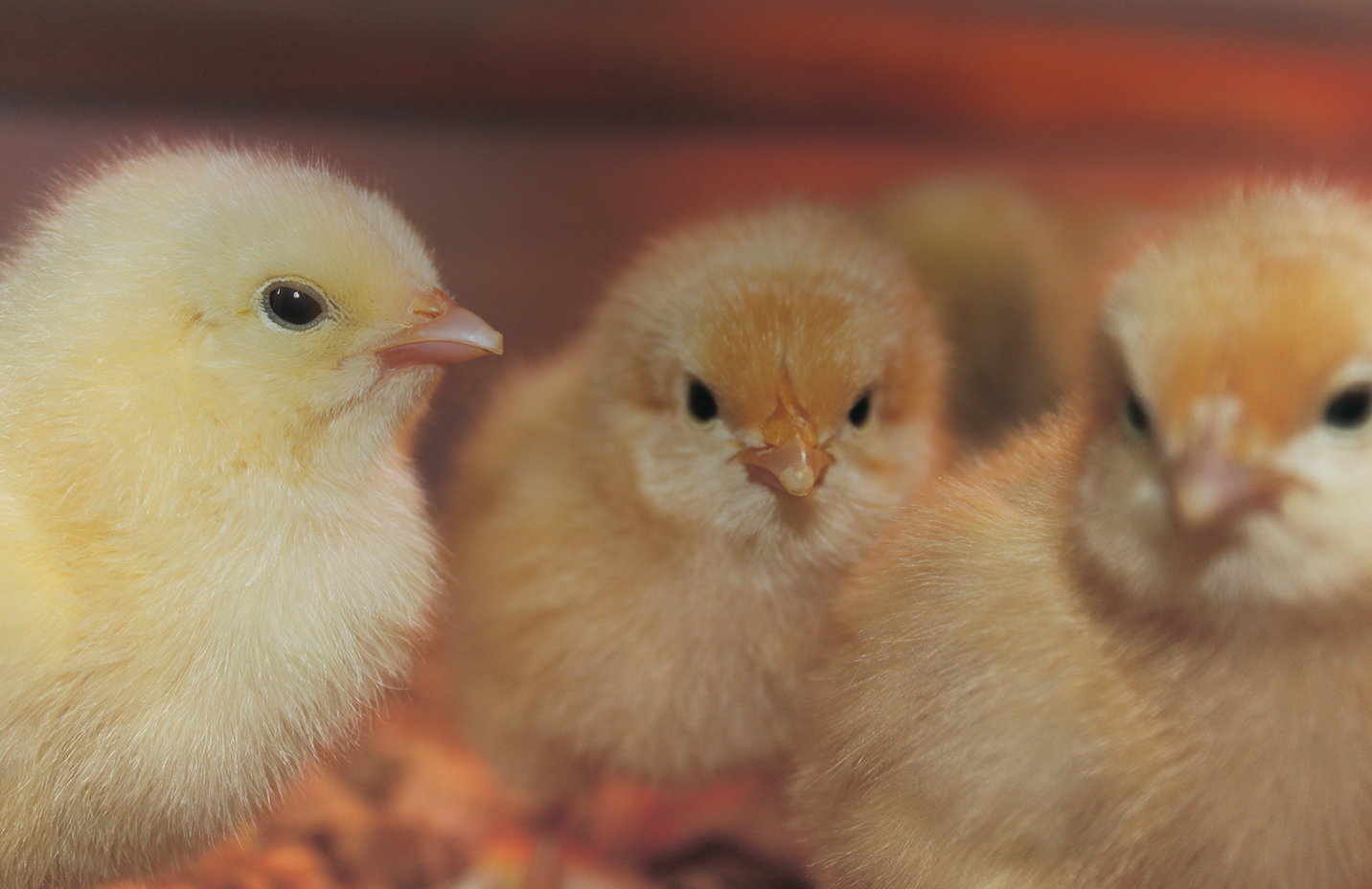 A banner showing baby chicks, reading Pickup at Post Office. Order a few or a flock with no delivery fees.