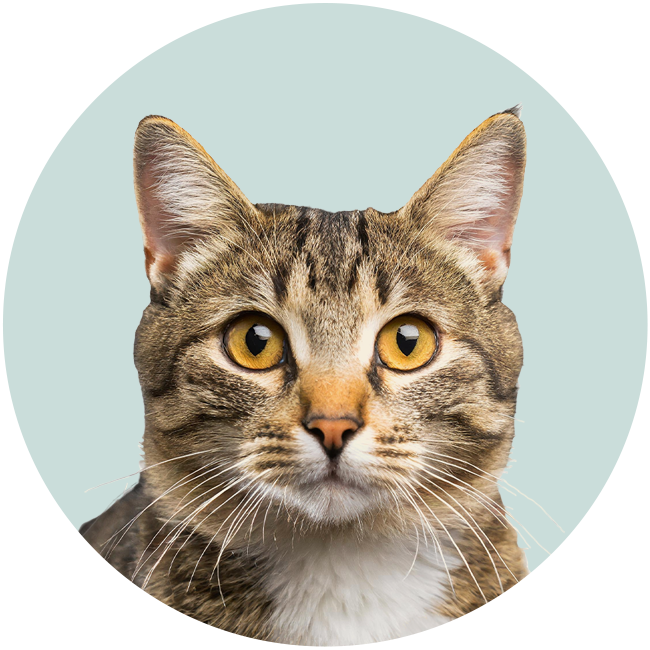 ?cm_sp=vc-_-SubCatTile-_-Cat