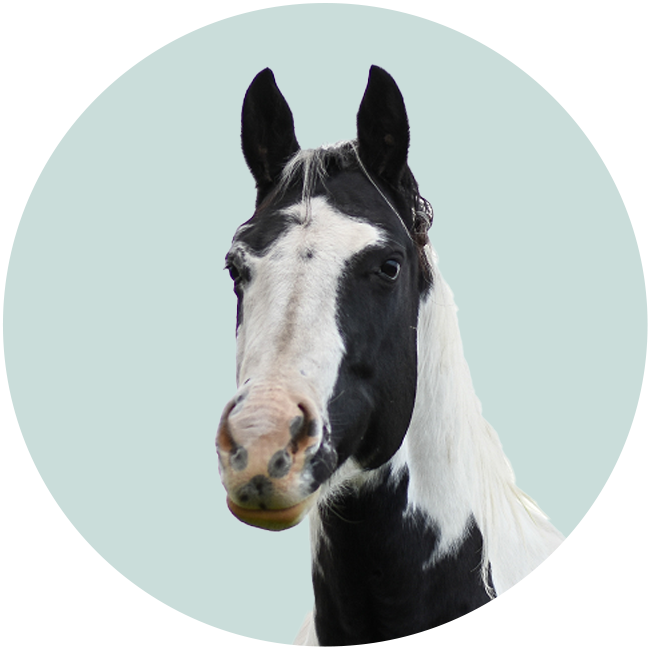 vc-_-SubCatTile-_-Horse
