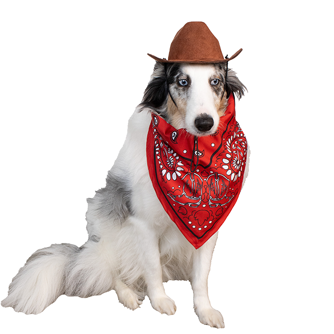 A dog in a cowboy costume