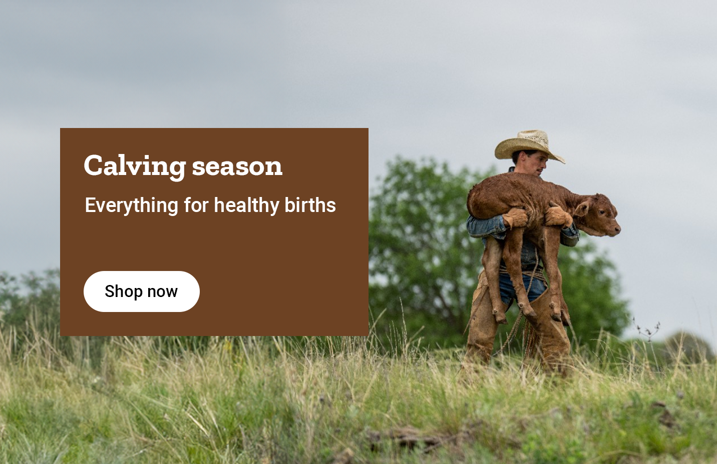 A man holding a calf and the text, everything for calving season at Tractor Supply co.