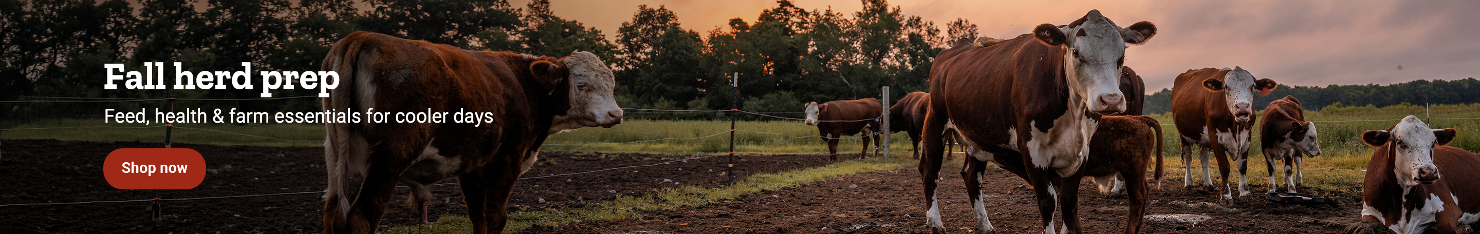 Cattle are shown in a pasture. Banner reads, fall herd prep. Feed, health and farm essentials for cooler days. Shop now. 