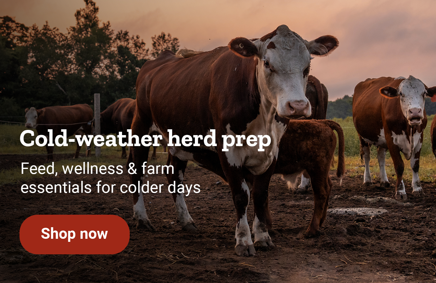 Cattle are shown in a pasture. Banner reads, fall herd prep. Feed, health and farm essentials for cooler days. Shop now. 