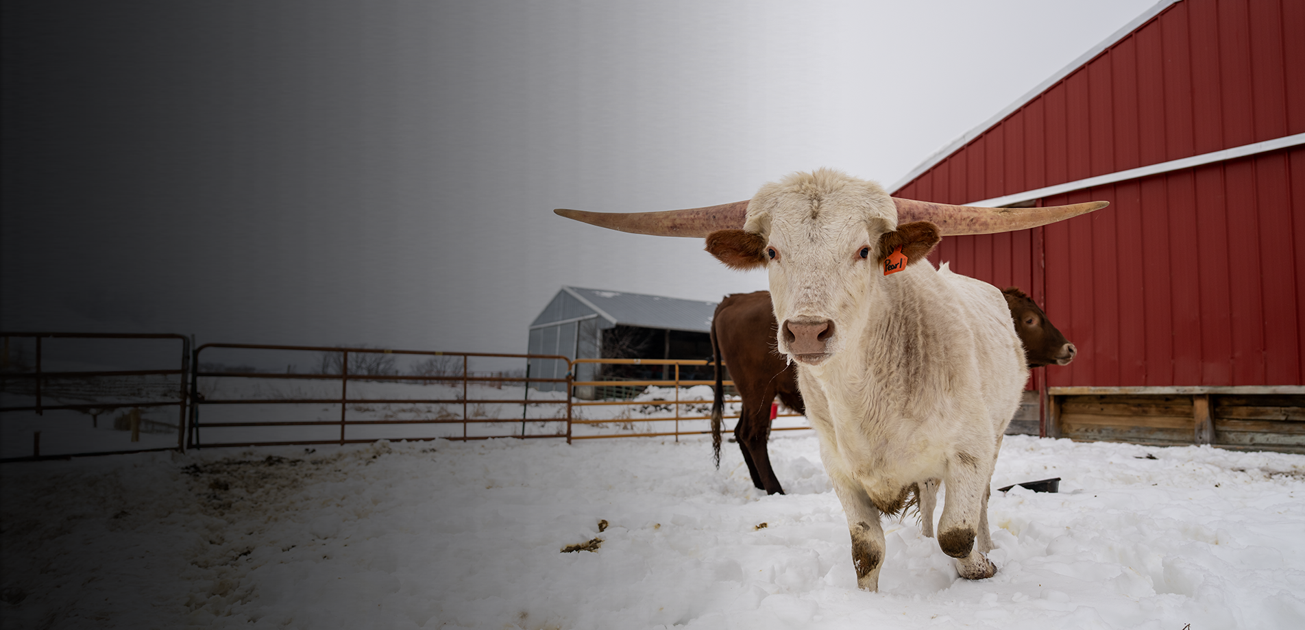 A banner with the text livestock cold weather essentials. Shop now.