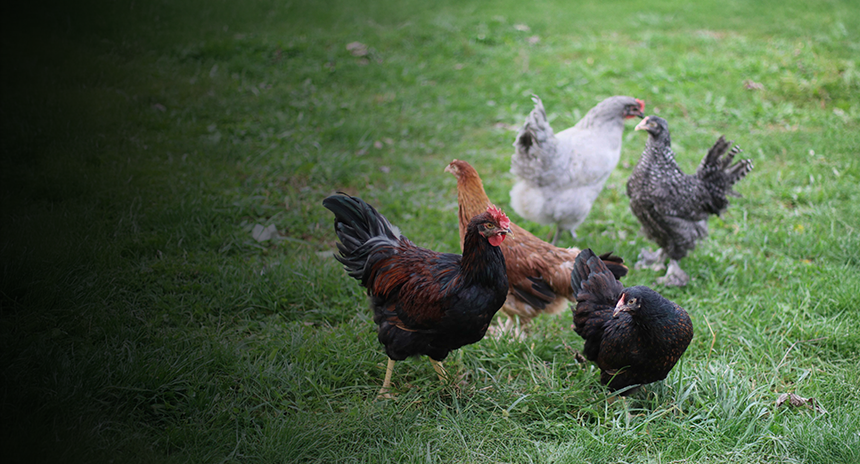 Order live birds online and pick up at your local post office. Shop now.