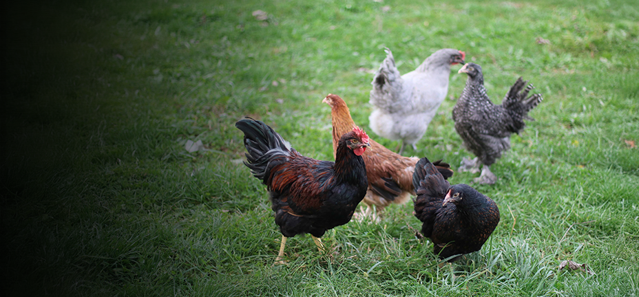 Order live birds online and pick up at your local post office. Shop now.