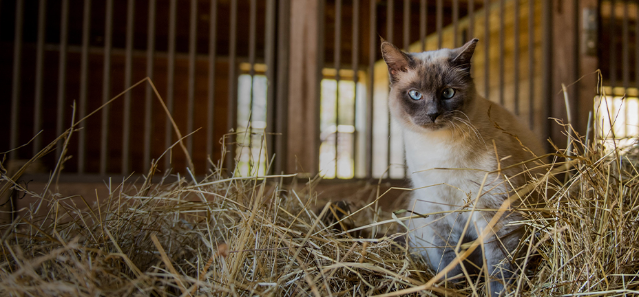Promo banner with text, Save on cat essentials for meals, naps and daily care. Shop now.