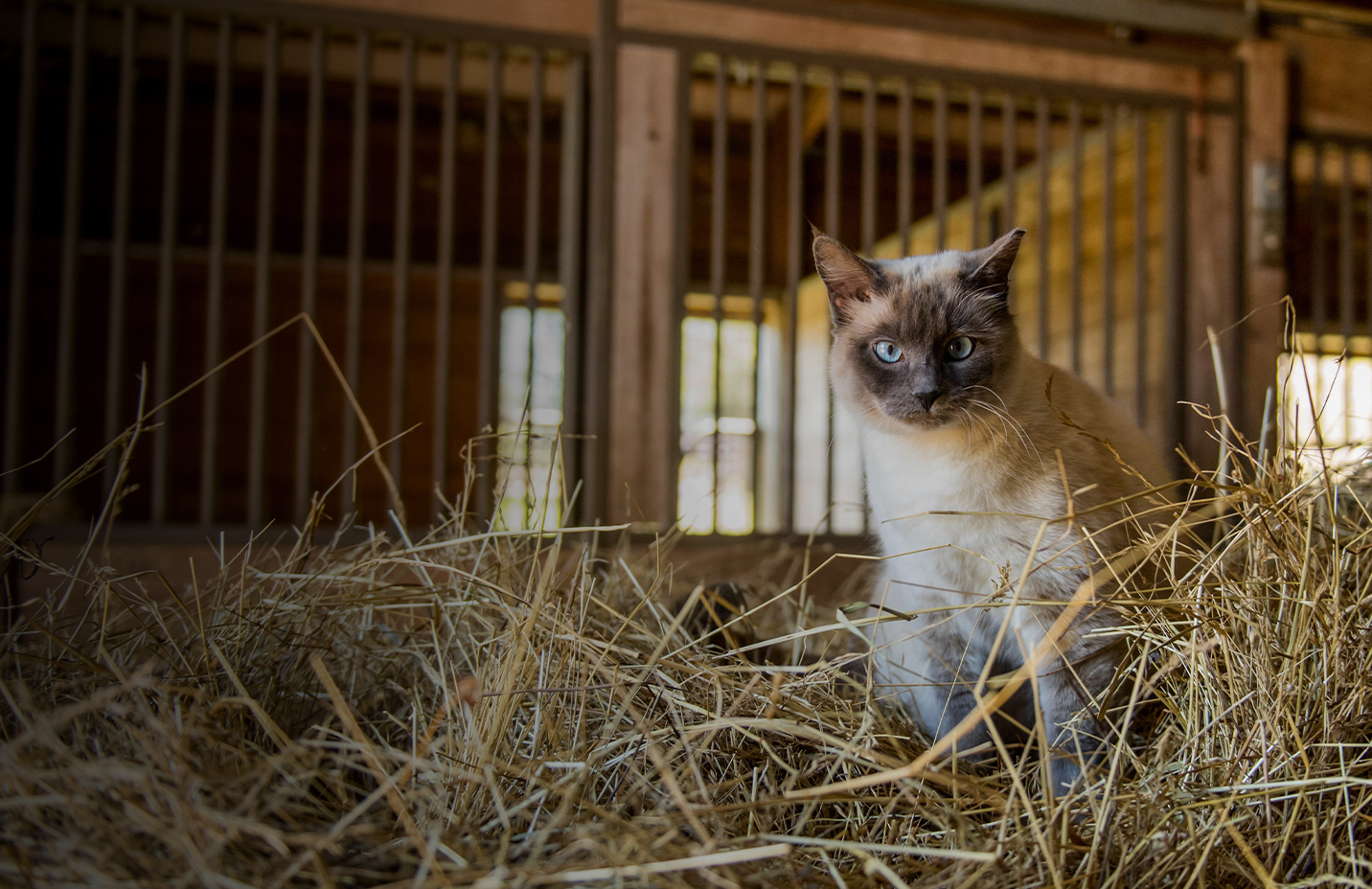 Promo banner with text, Save on cat essentials for meals, naps and daily care. Shop now.