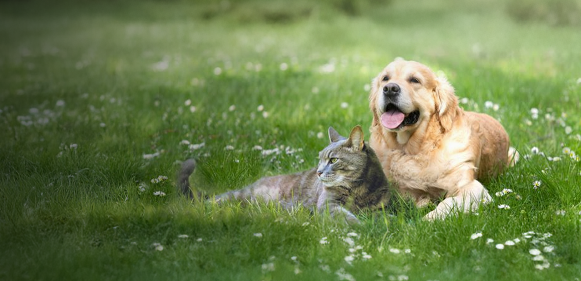 Promo banner with text, spring go-tos for pets. Stock up on food, treats and grooming. Shop now