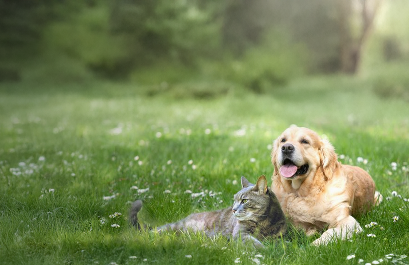 Promo banner with text, spring go-tos for pets. Stock up on food, treats and grooming. Shop now