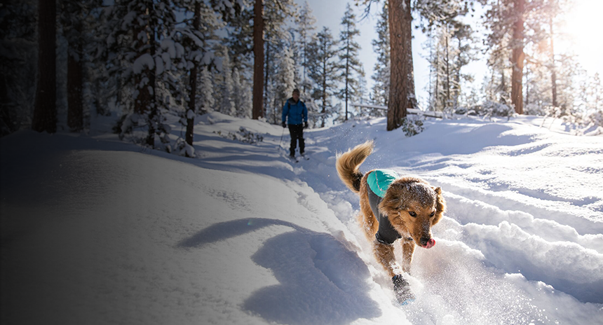 A dog wearing a pet coat running through snow and the text: Cold weather pet essentials. Coats, protective gear and more. Shop now.