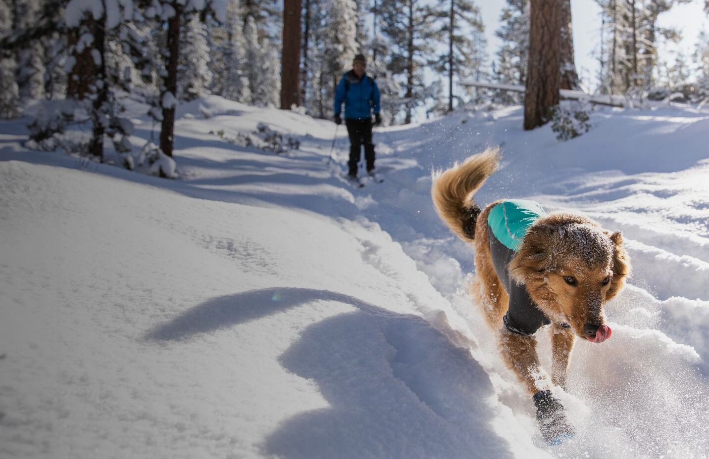 A dog wearing a pet coat running through snow and the text: Cold weather pet essentials. Coats, protective gear and more. Shop now.