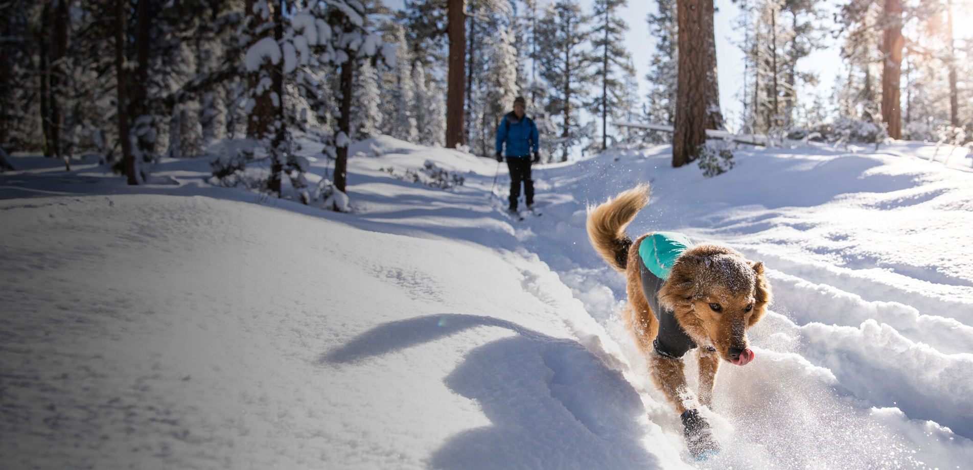 A dog wearing a pet coat running through snow and the text: Cold weather pet essentials. Coats, protective gear and more. Shop now.