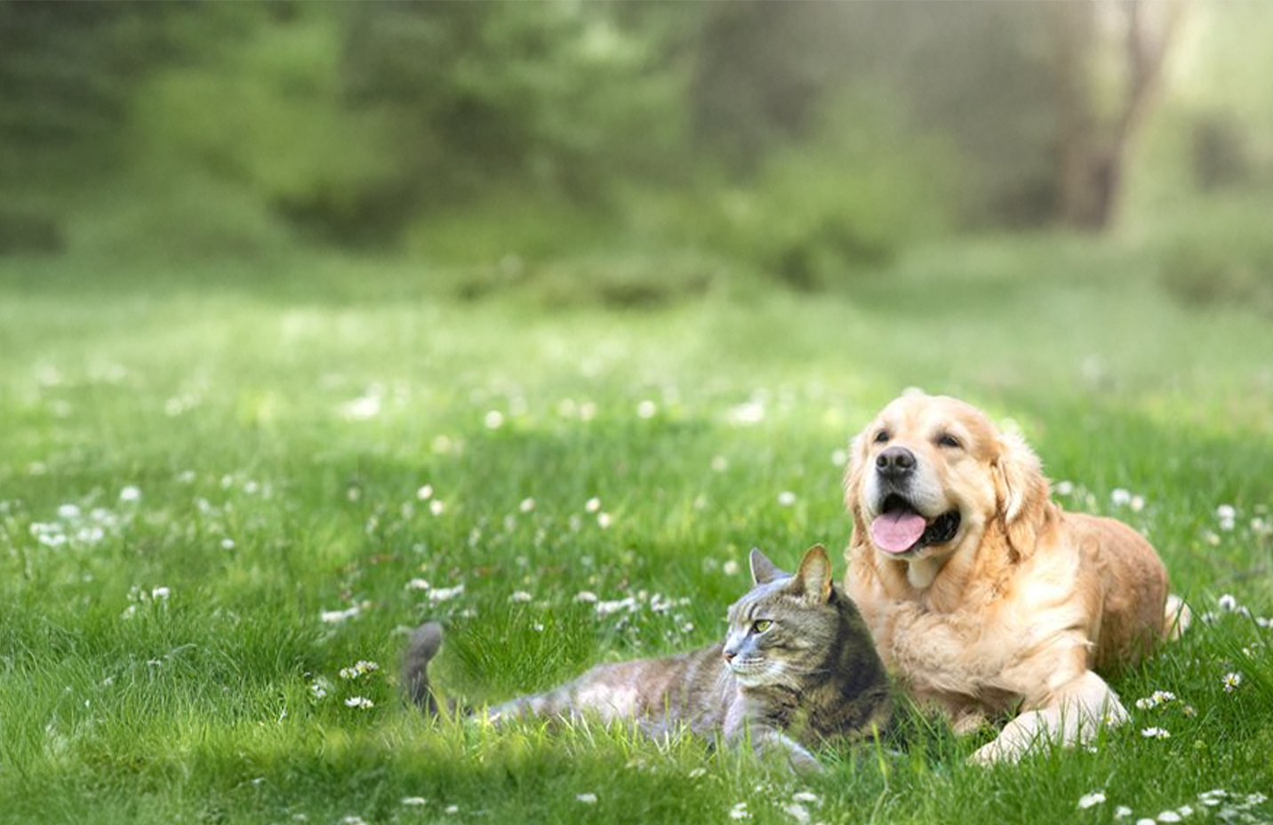 Spring prep for pets banner with text, Essentials to keep them healthy and happy, featuring a dog and cat lying in the grass. Shop now.