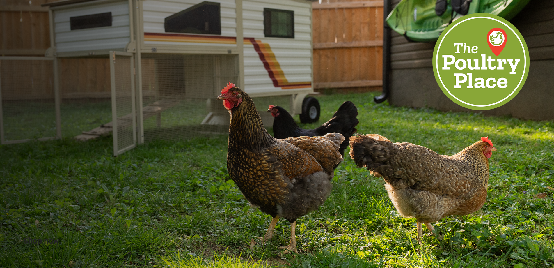 Three chickens near a Producer's Pride camper tractor chicken coop
