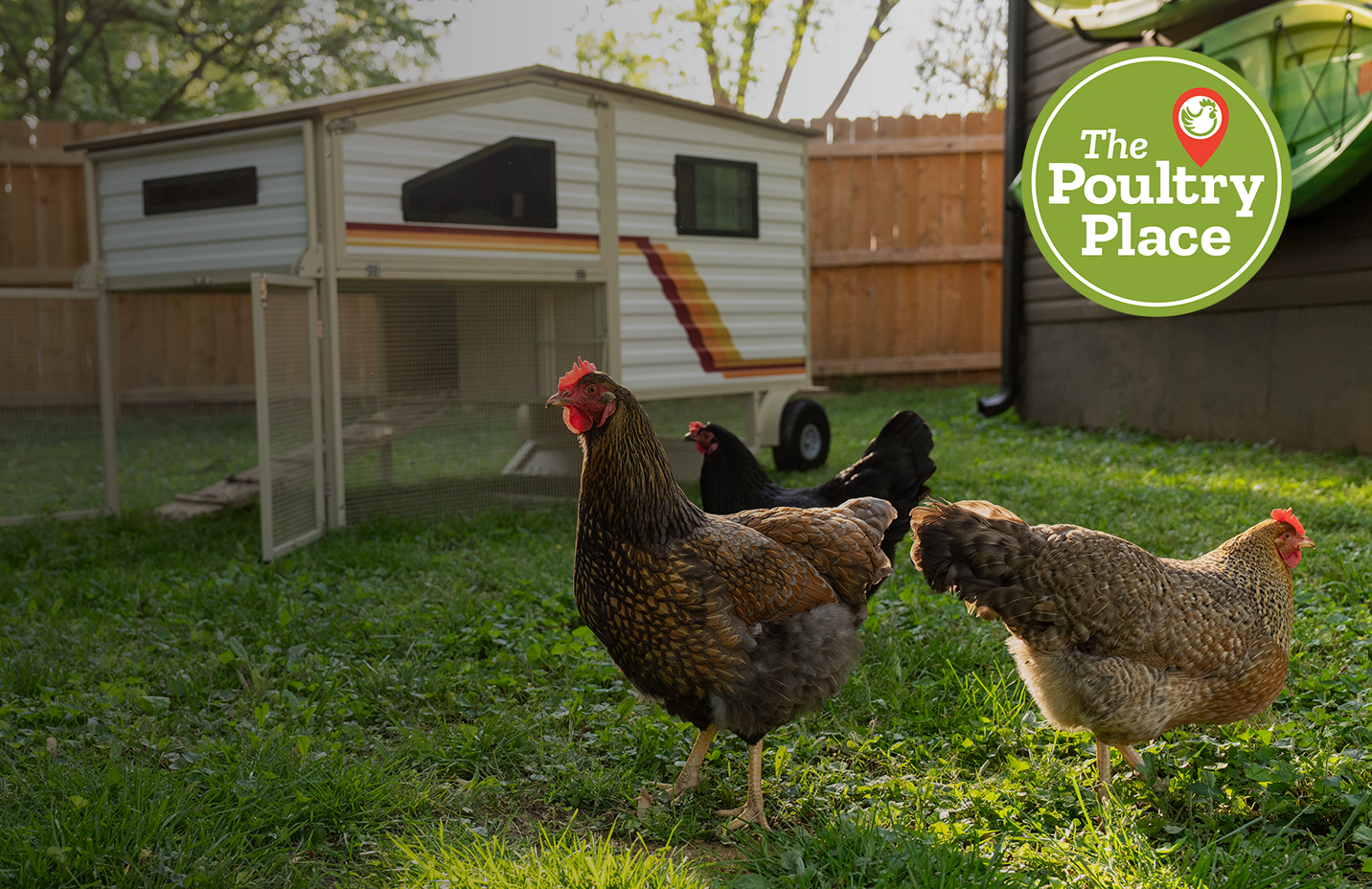Three chickens near a Producer's Pride camper tractor chicken coop