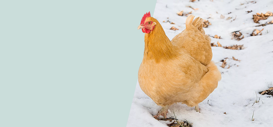 A banner with a chicken in the snow that leads to article on protecting chickens in winter. 