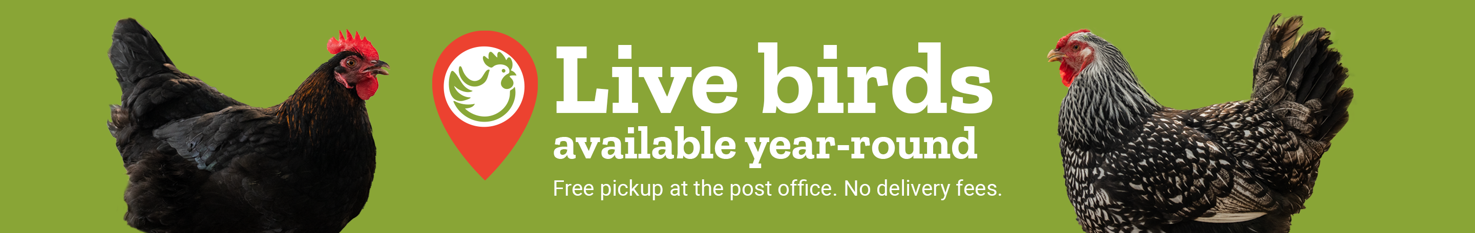 A banner with two chickens. Text, live birds year-round. Free pickup at the post office. No delivery fees.