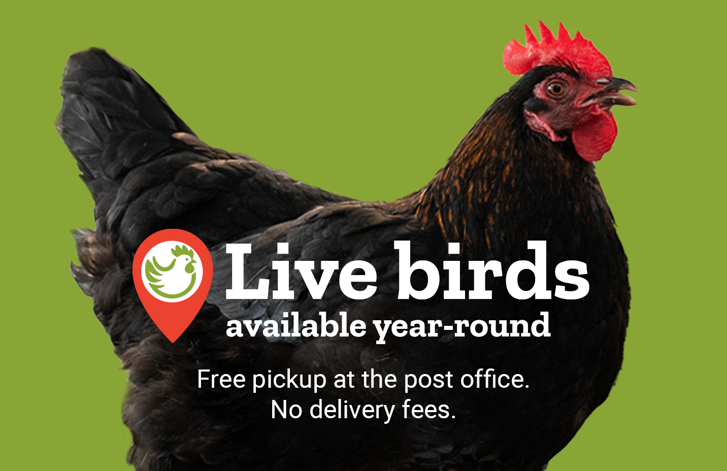 A banner with two chickens. Text, live birds year-round. Free pickup at the post office. No delivery fees.