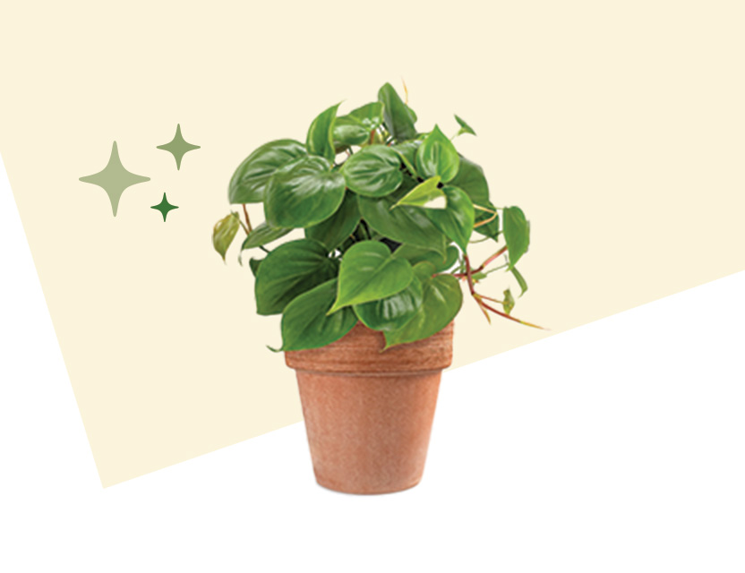 Get a container for 7 dollars 99 cents with purchase of a 6 inch plant. Shop now.