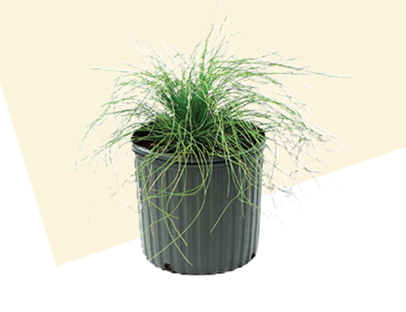 Get ten free fertilizer pods with purchase of one plant. Shop now.