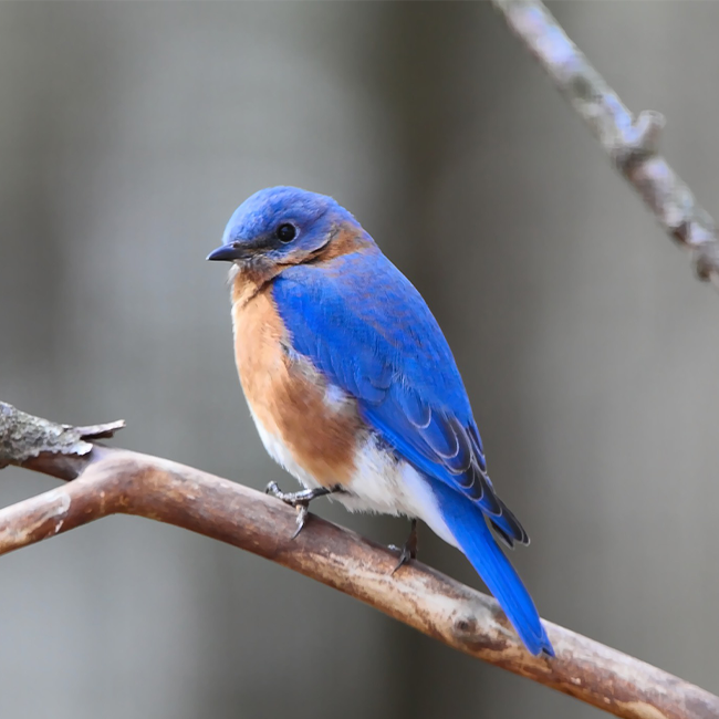 bluebirds
