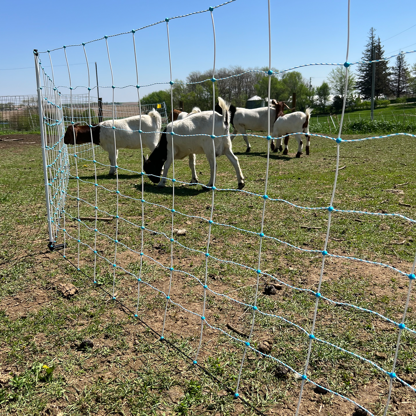 Fencing from a fence kit is shown, containing a small herd of goats.