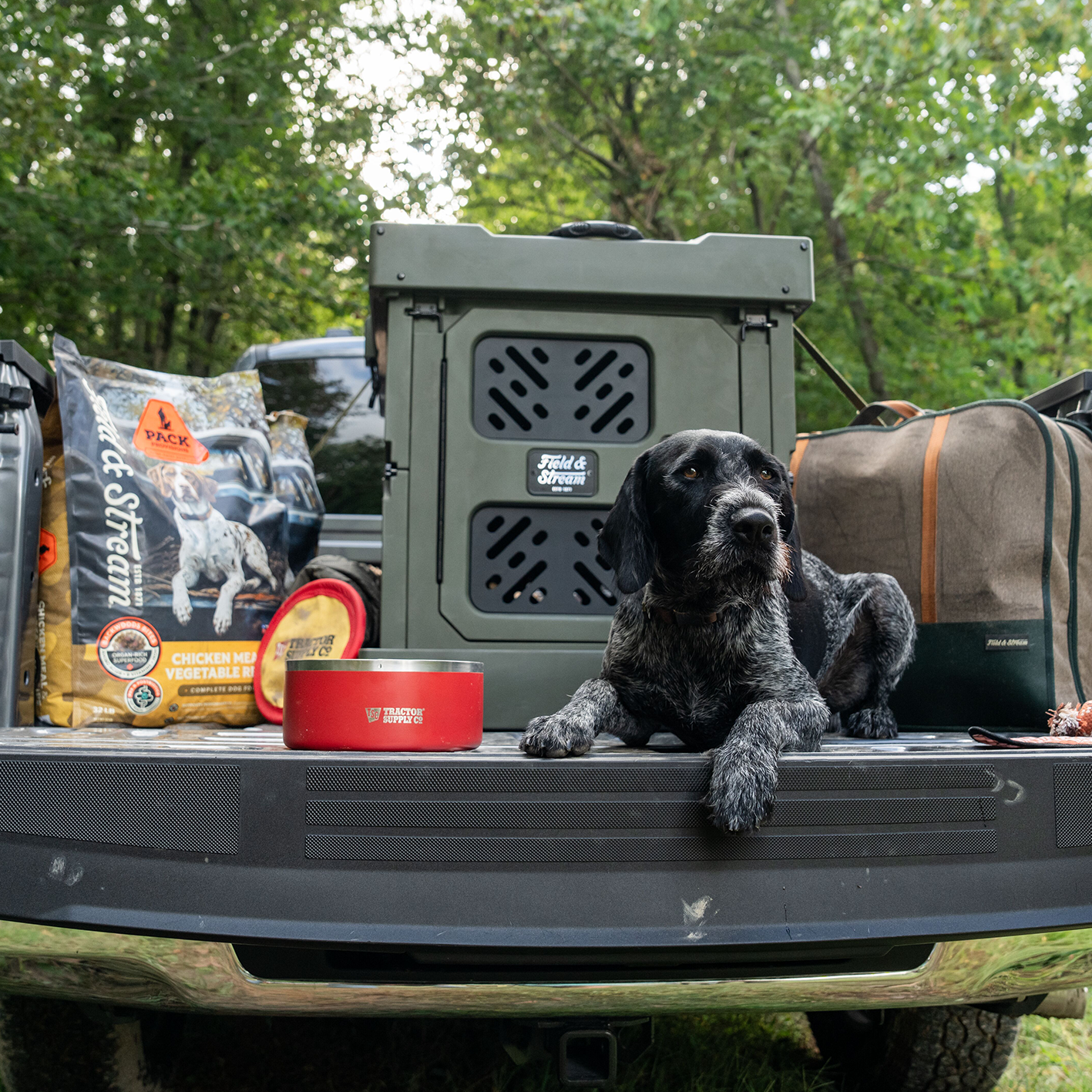 A large dog on the back of a pickup truck next to a Field and Stream water bowl, feed and collapsible travel dog kennel. See and shop items.