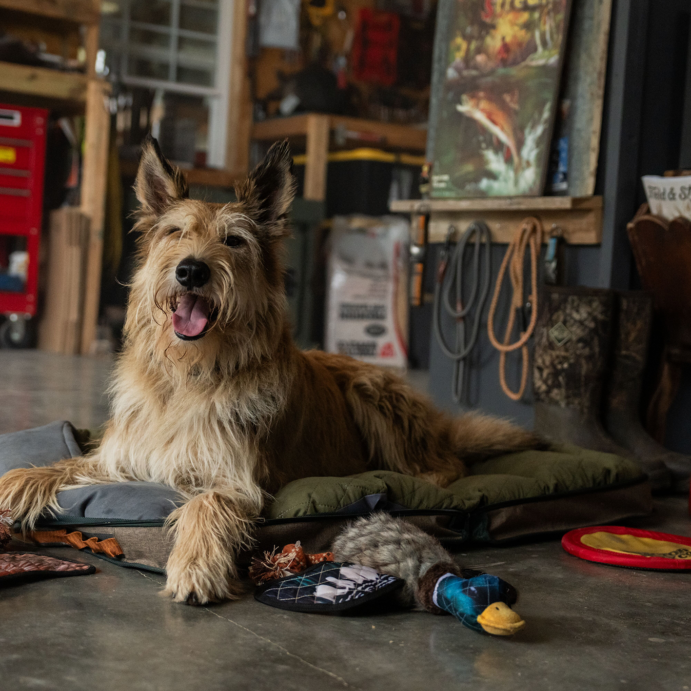 A shaggy dog on a Field and Stream dog bed next to a squeaky game bird plush dog toy and a Tractor Supply flyer toy.