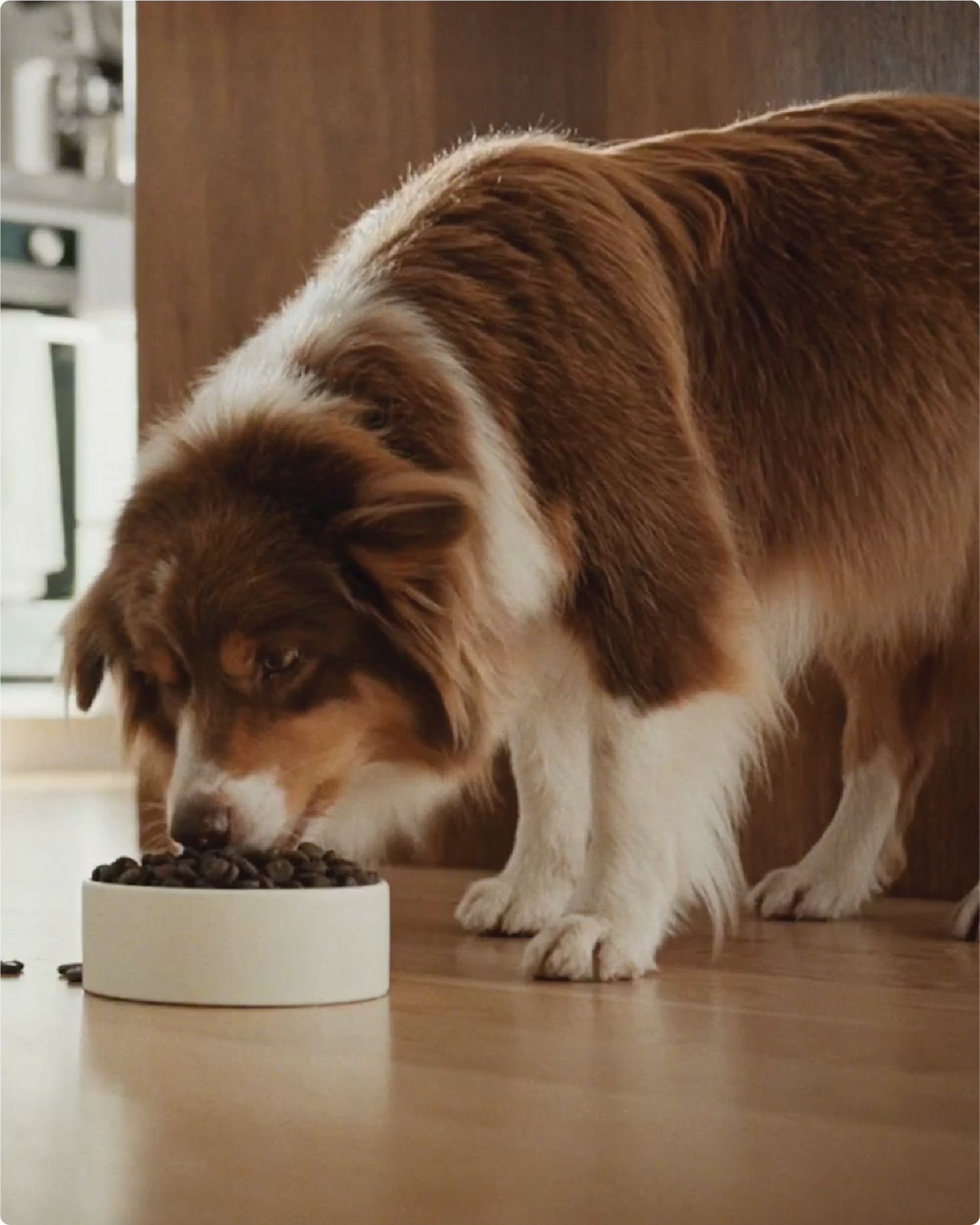 Short promotional video for Acana featuring a dog eating kibble from a bowl.  