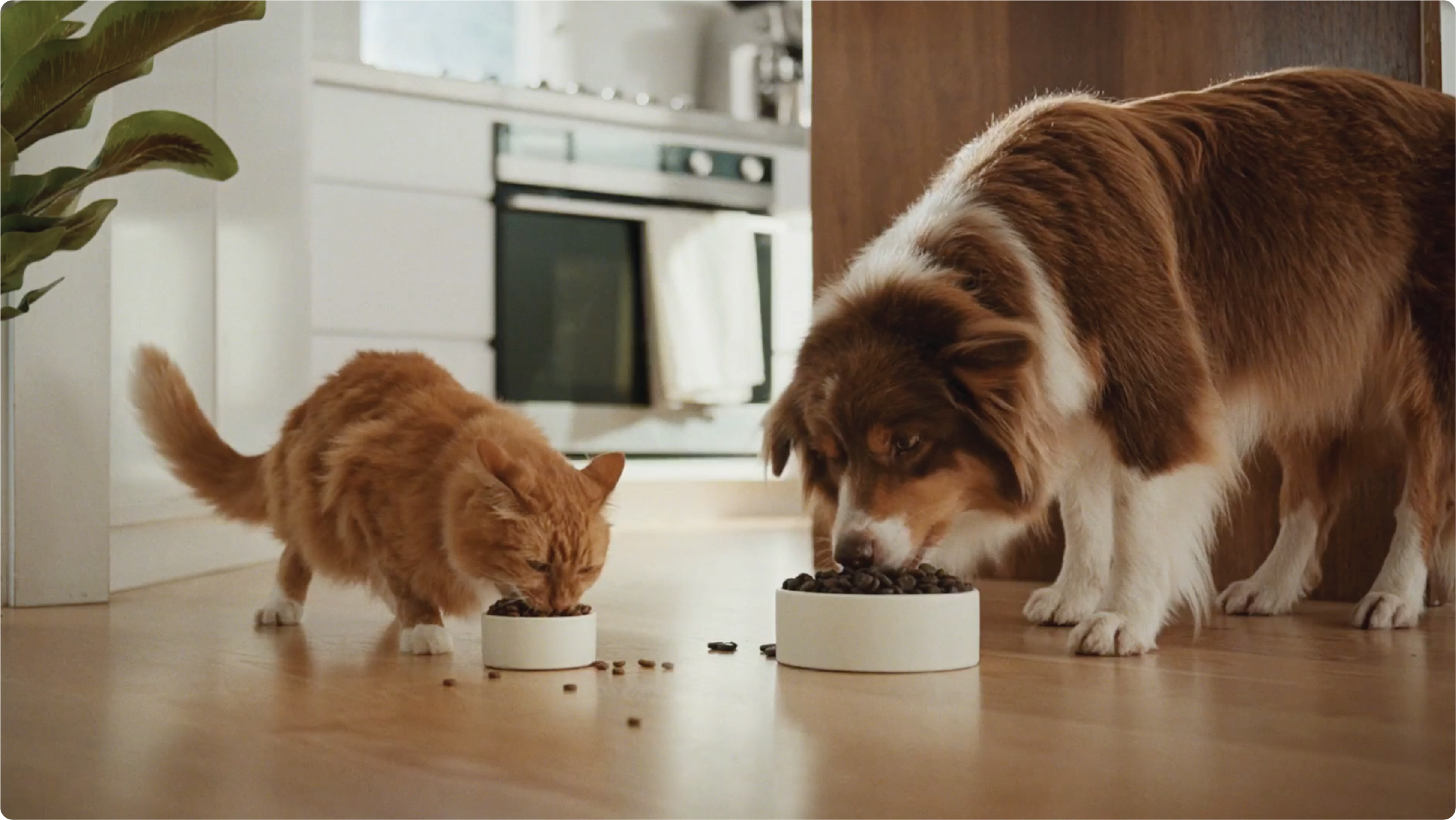 Short promotional video for Acana featuring a dog eating kibble from a bowl.  