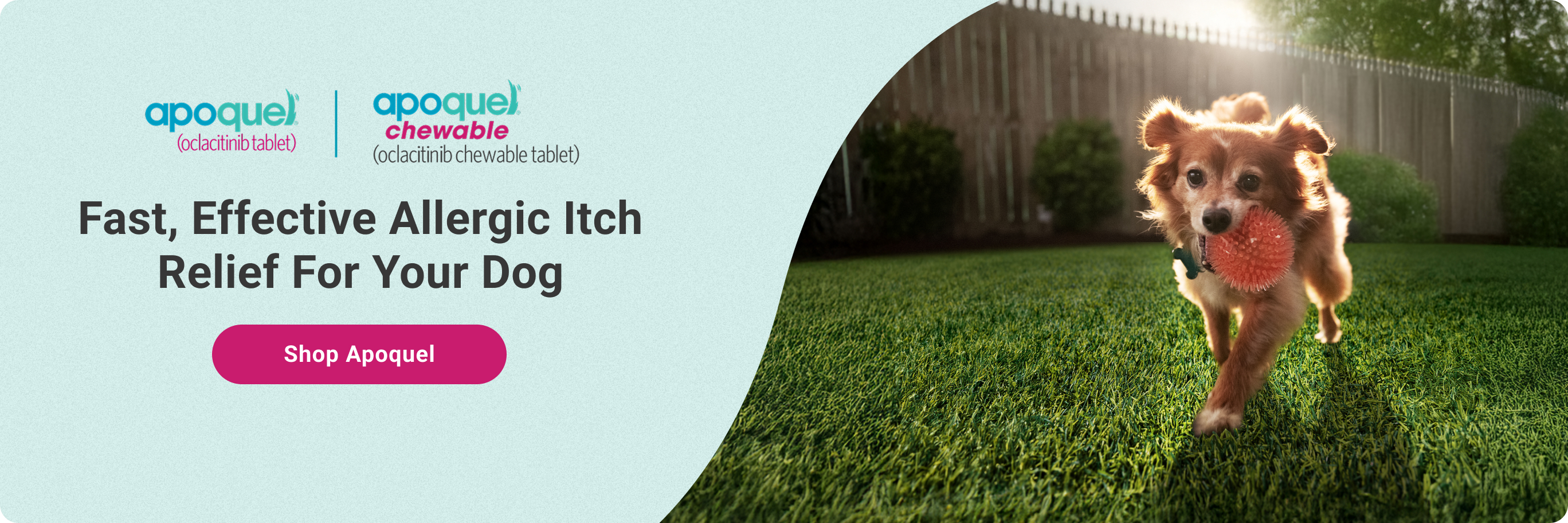 Promotional banner for Apoquel, reading fast, effective allergic itch relief for your dog
