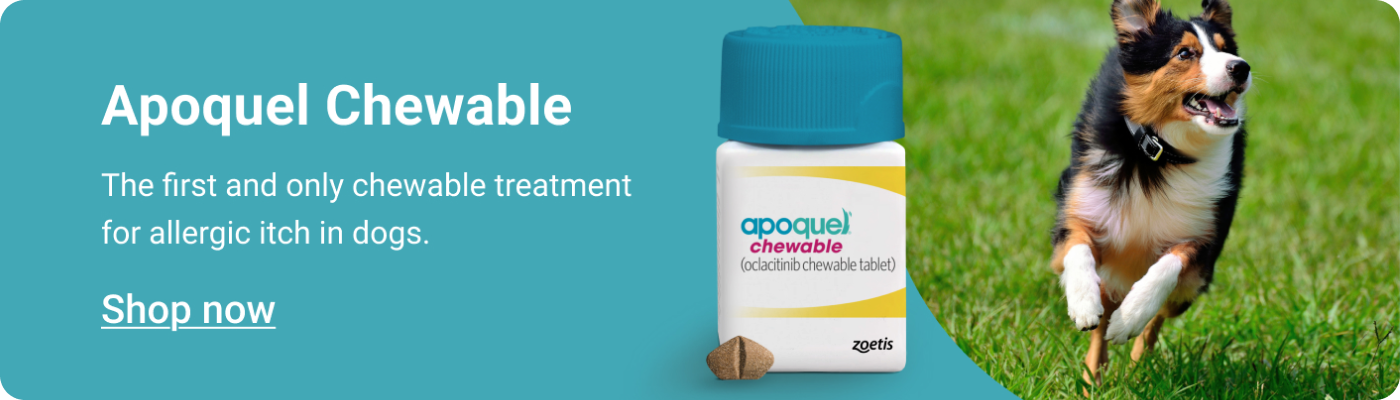 Apoquel Chewable banner reading The first and only chewable treatment for allergic itch in dogs, with a Shop now link.