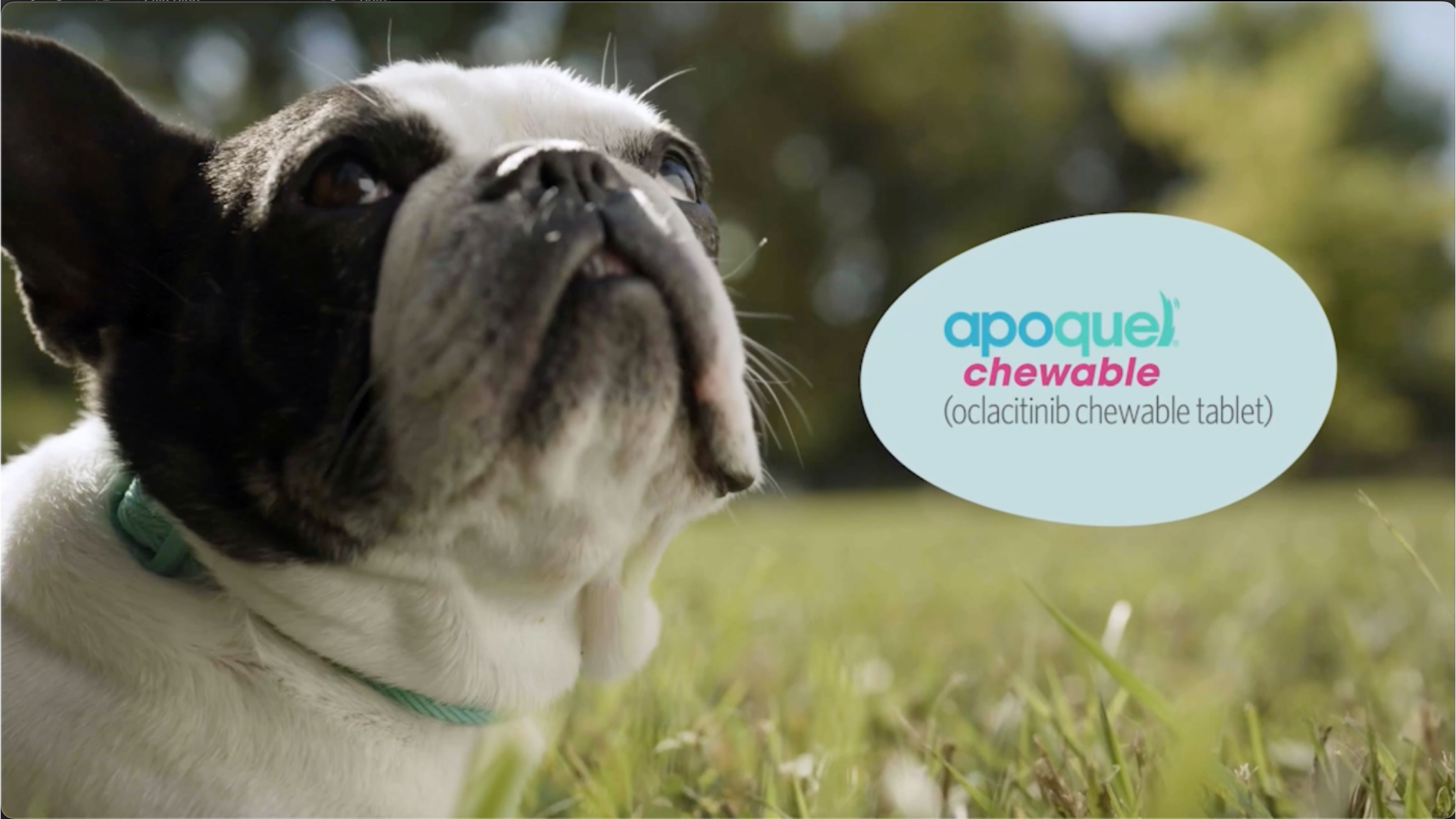 A short promotional video for Apoquel. 
