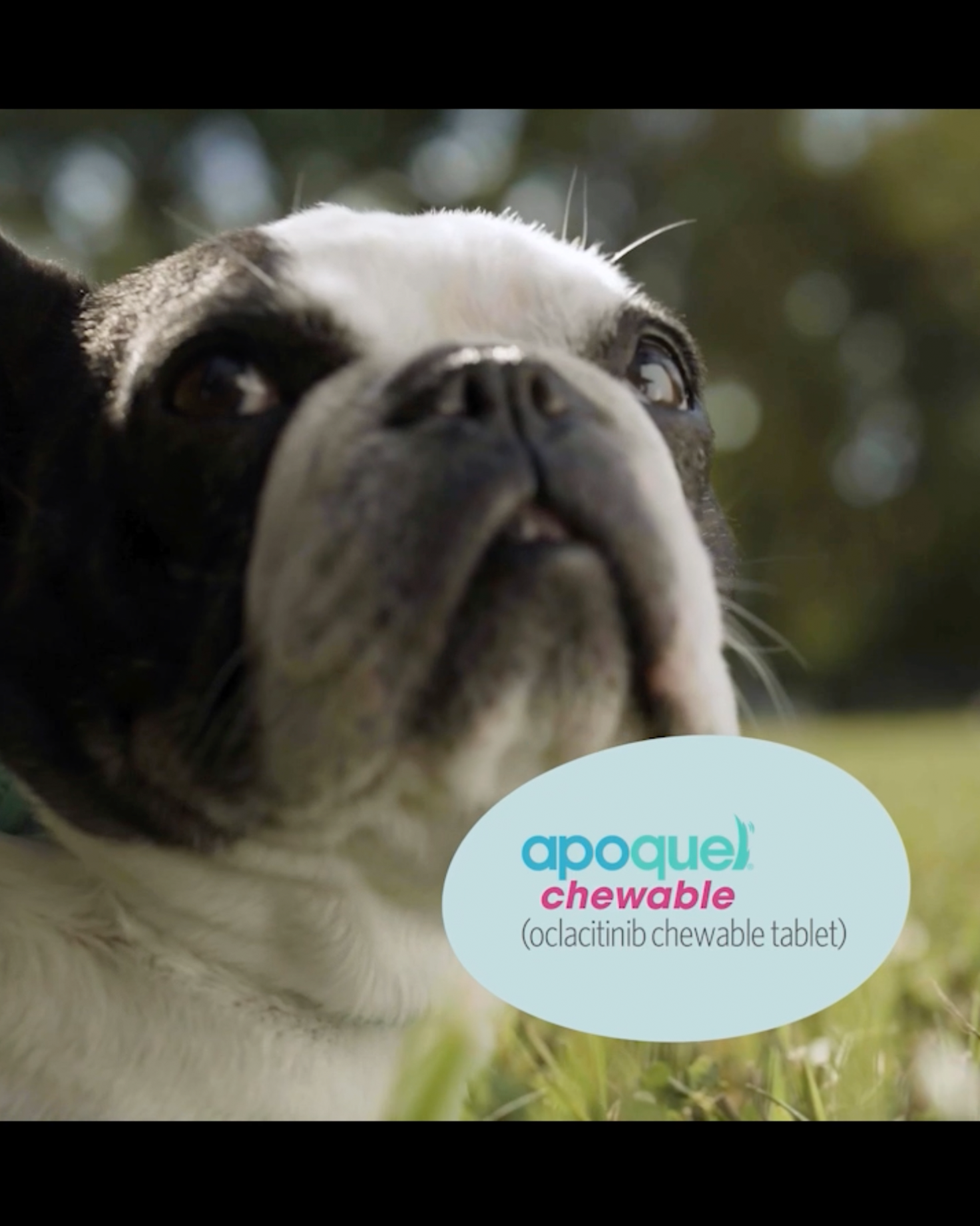 A short promotional video for Apoquel. 