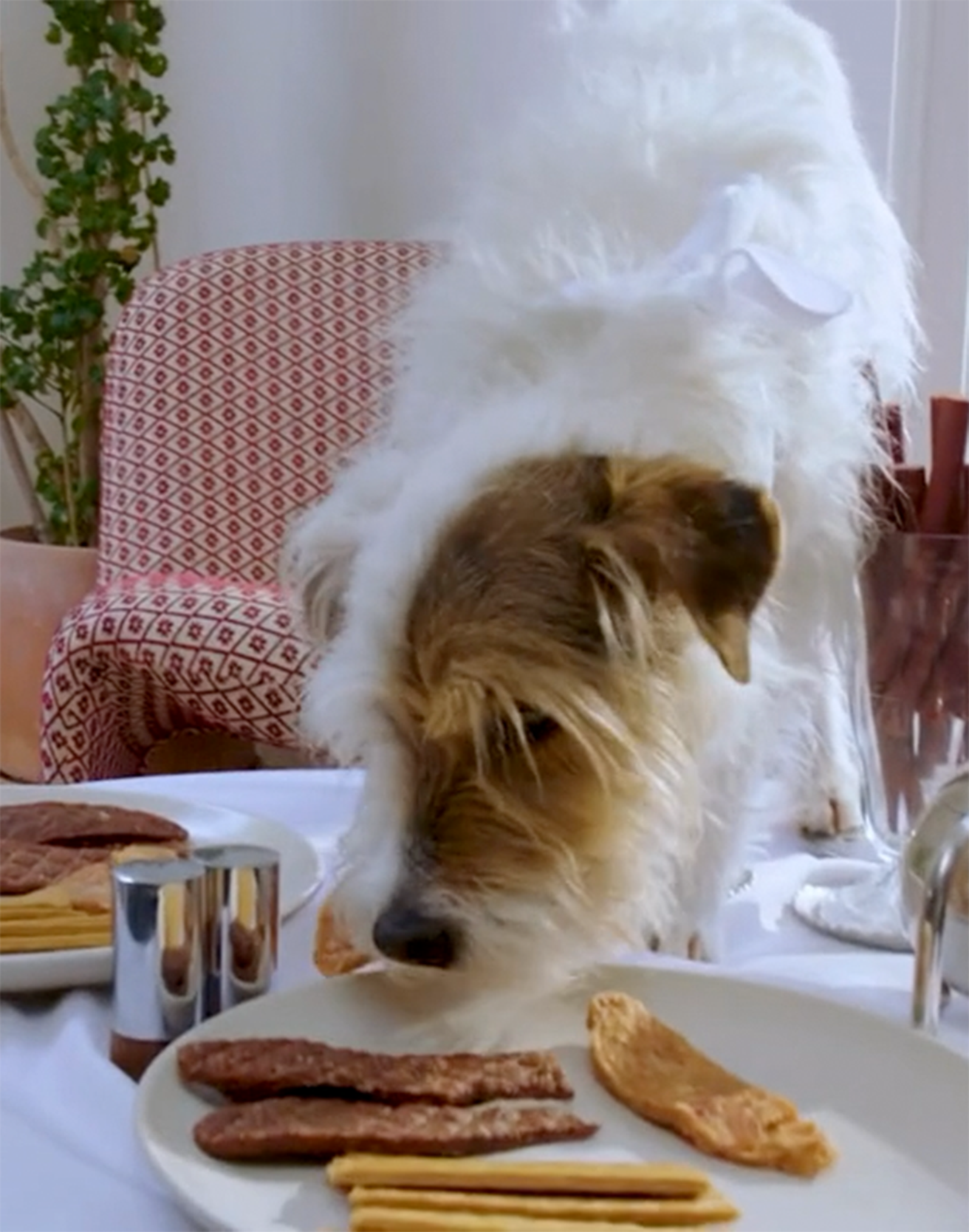 Watch a short promotional video for Full Moon brand dog food.