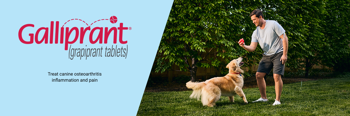 Banner for Galliprant reading, Treat canine osteoarthritis inflammation and pain.