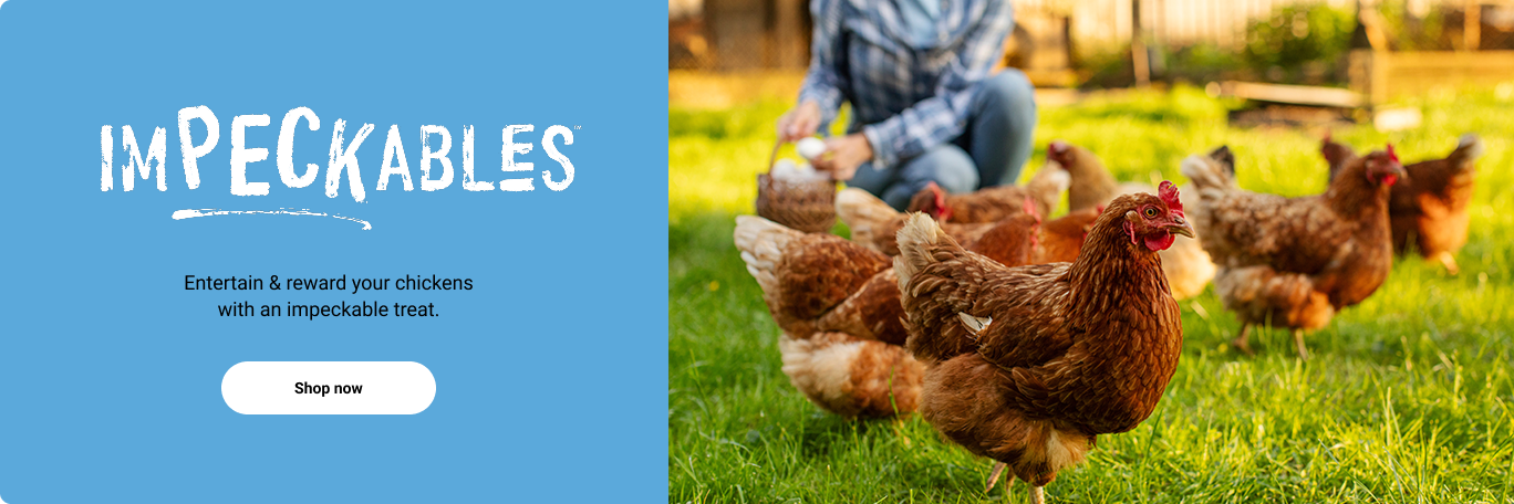 Chickens foraging in a sunny field. Entertain and reward your chickens with Impeckable chicken treats. Shop now.