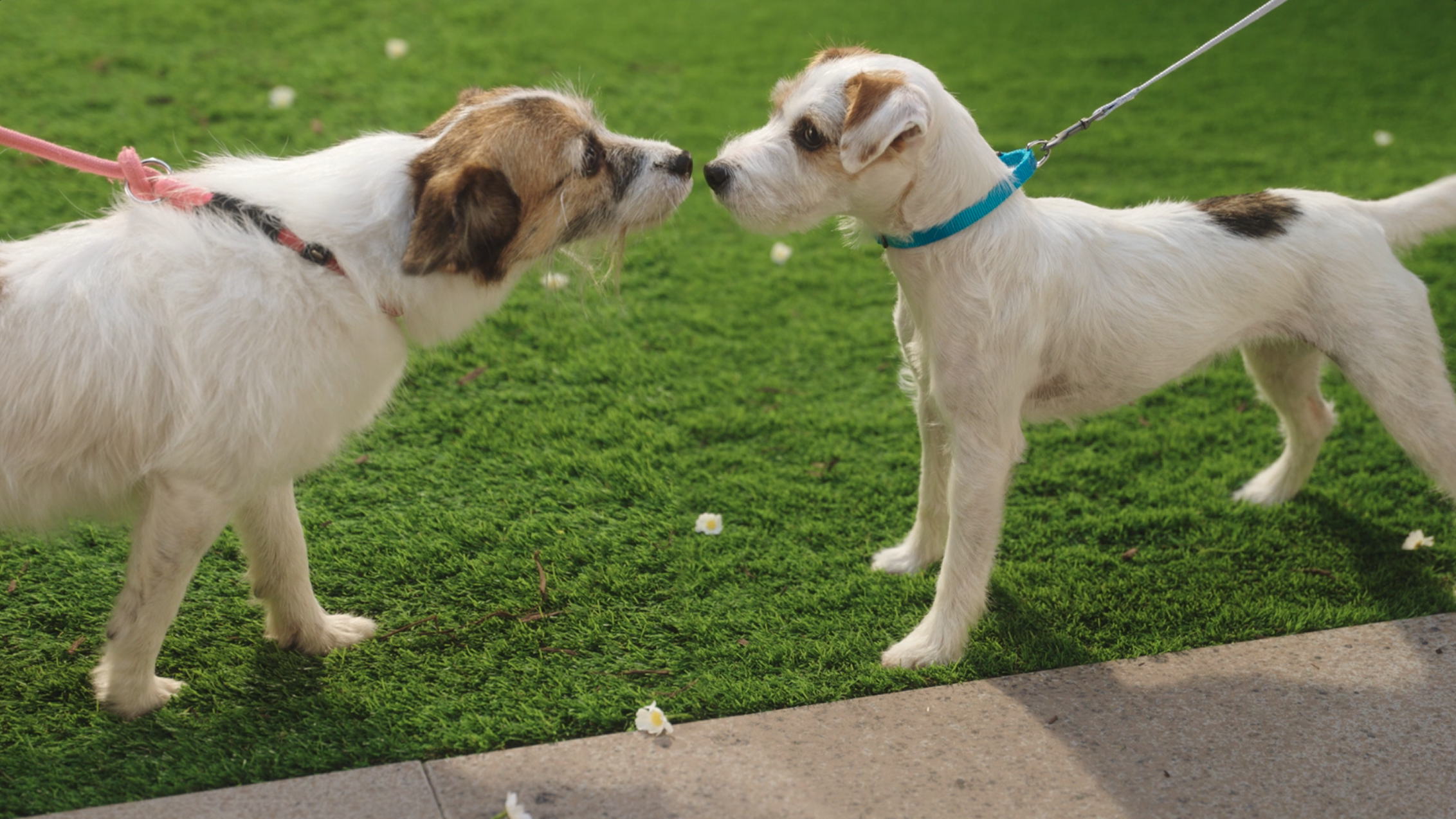 A brief Minties-brand promotional video with a play button