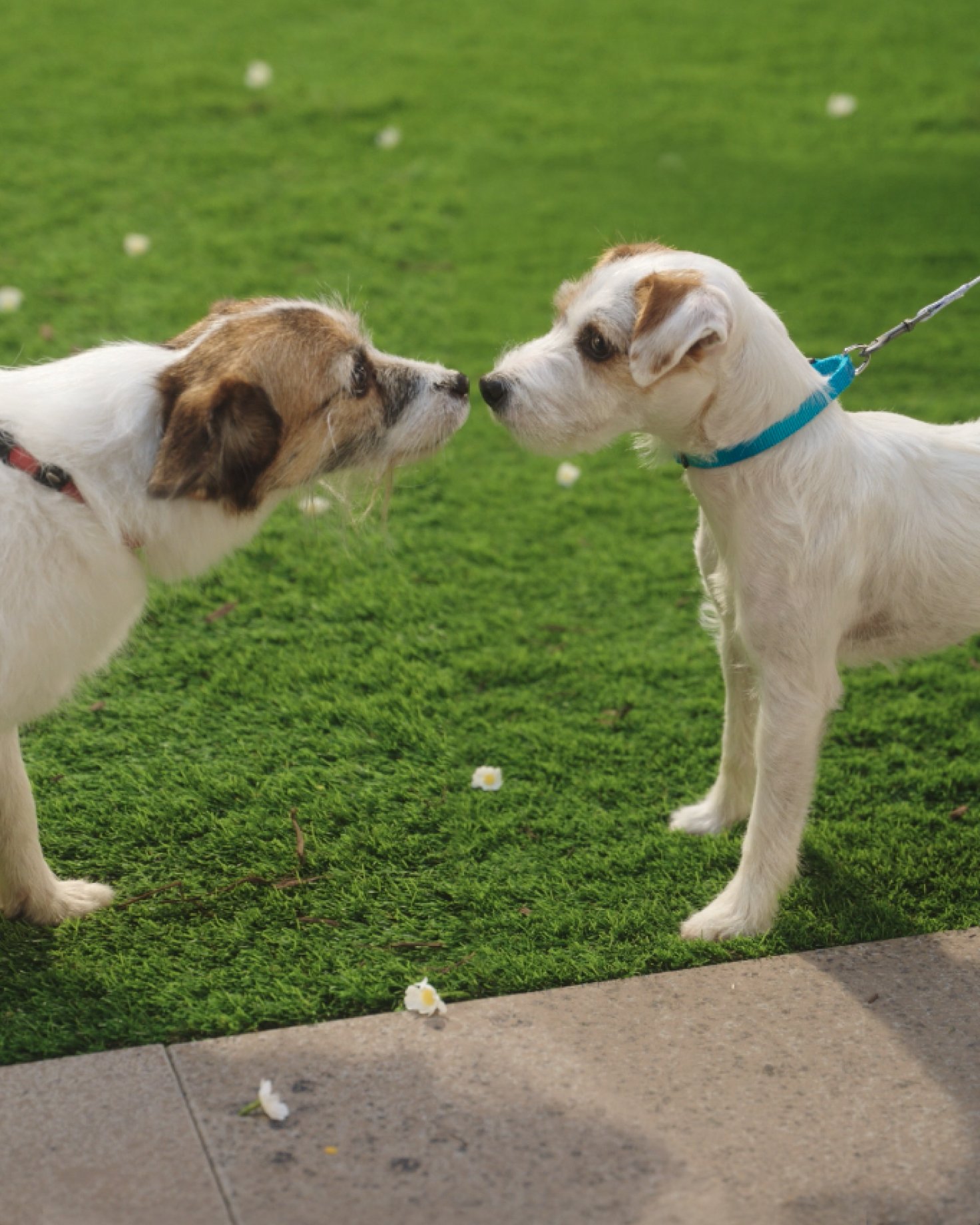 A brief Minties-brand promotional video with a play button